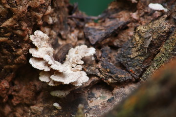 mushroom herb and vegetarian in fresh forest