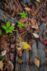 g background of wood and fallen leaves