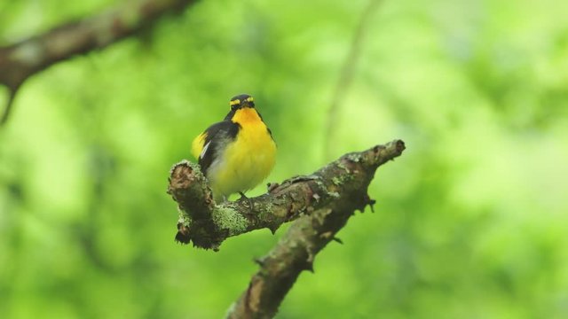 囀るキビタキ雄(Narcissus Flycatcher)