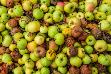 Fallfrukt av äpplen