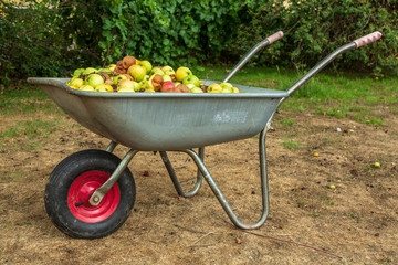Skottkärra lastad med fallfrukt av äpplen