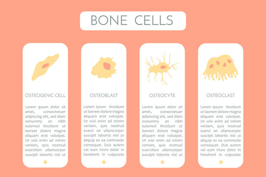 bone cells type a scheme vector illustration