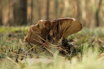 grzyb na runie leśnym © Zuzanna