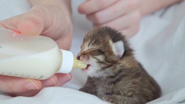 Close up of womans hands feeding little cute kitten.