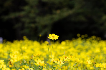 黄花コスモス