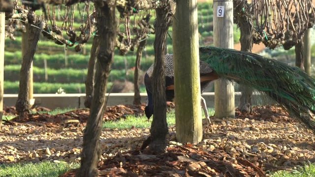 Wide short of peacock walking and eating in-between vineyards