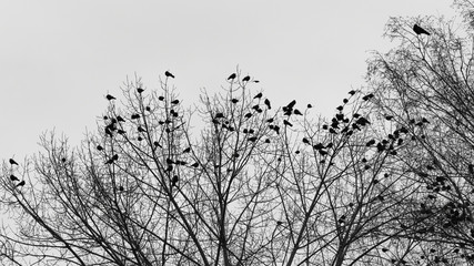 flock of crows on the trees