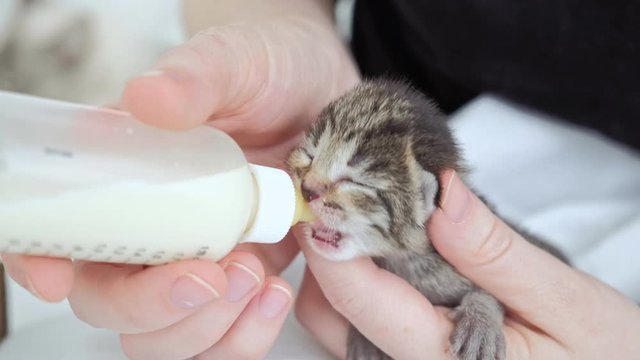 Close up of womans hands feeding little cute kitten.