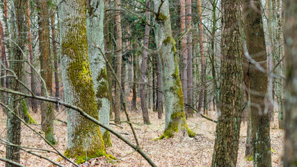 the Niepolomice Forest near Krakow