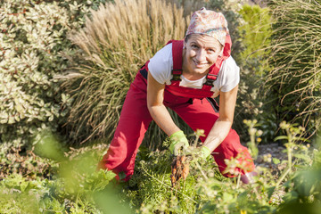Fototapeta premium woman enjoys the successful grow of vegetables in her garden harvesting a bunch of carrots.