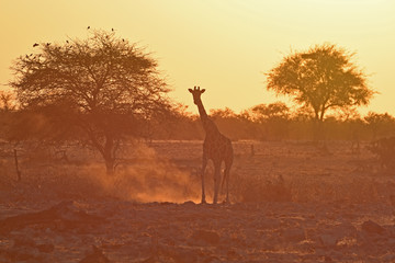 Steppengiraffe (giraffa camelopardalis) im Abendlicht am Wasserloch Okaukuejo im Etosha Nationalpark (Namibia)