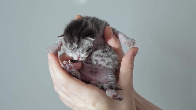 Woman holding blind newborn kitten in hands close up.
