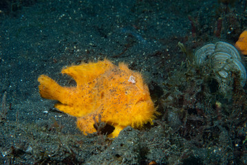 Striped Frogfish Antennarius striatus