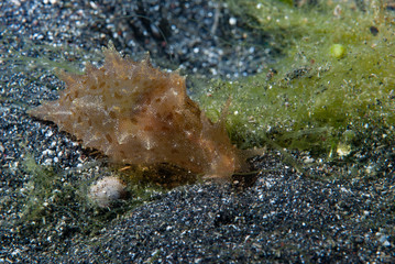 Aplysia oculifera Sea Slug