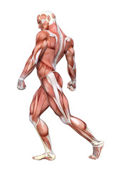 3D Rendering Male Anatomy Figure on White
