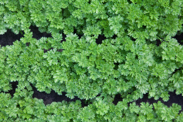 harvest of green parsley