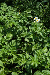 flowering of planted potatoes