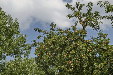 Apple tree and fresh fruits in the garden, Sofia, Bulgaria, Europe  