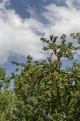 Apple tree and fresh fruits in the garden, Sofia, Bulgaria, Europe  