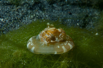 Upside-down Jellyfish, scientifically known as Cassiopea 