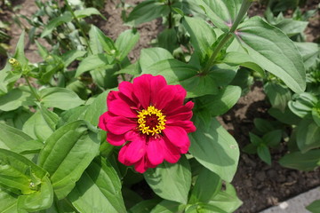 Crimson colored flower head of Zinnia elegans from above