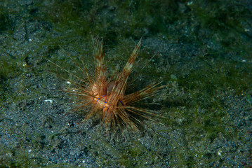 Astropyge radiata Sea Urchin