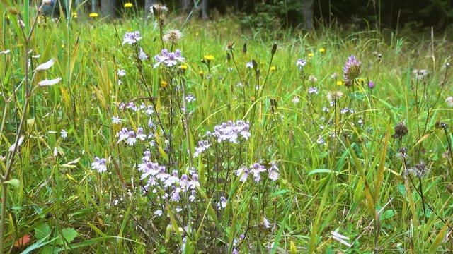 Blooming flowers on alpine meadow, colorful flowers close up, forest in background