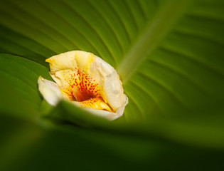 bright yellow flower