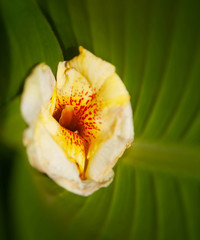 bright yellow flower