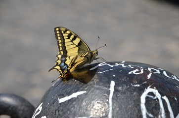 butterfly