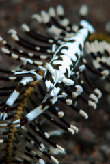 Feather star shrimp Hippolyte catagrapha