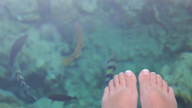 Woman sitting on pontoon in Red sea and feeding many different colorful marine fish with bread. Real time full hd video footage.