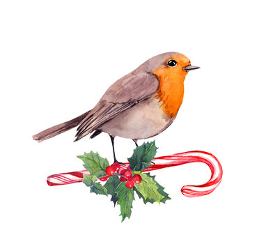 Robin bird on candy cane and xmas mistletoe. Watercolor card for Christmas
