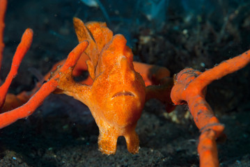 Painted frogfish Antennarius pictus
