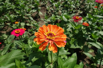 Big orange flower head of Zinnia elegans