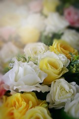  Rose flower soft beauty nature backgrounds