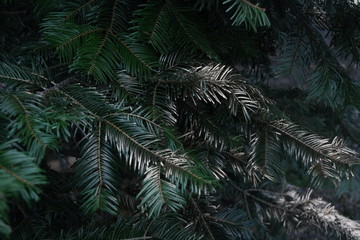 Tannenzweige, Pine Branches,: grün und golden