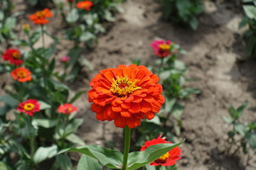 Dark orange flower head of Zinnia elegans