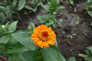 Small orange flower head of Zinnia elegans