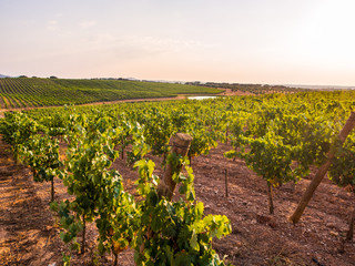 Fototapeta na wymiar Vines in a vineyard in Alentejo region, Portugal, at sunset