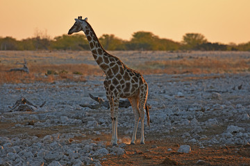 Steppengiraffe (girafffa camelopardalis) am Wasserloch Okaukuejo im Etosha Nationalpark in Namibia
