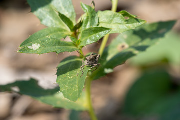 Obraz premium 緑の葉っぱと虫