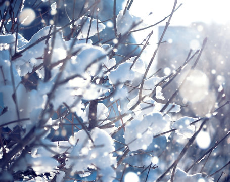 Blur Winter Background With Snow On Branches