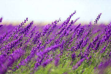 wild purple flowers on meadow