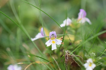 fleur