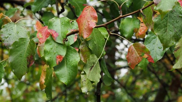 red leaves of apple tree on branch in rain