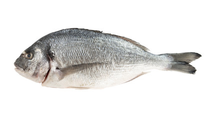 Dorado fish isolated on white background