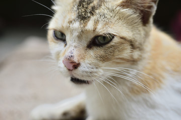 Close-up of white domestic cat portrait