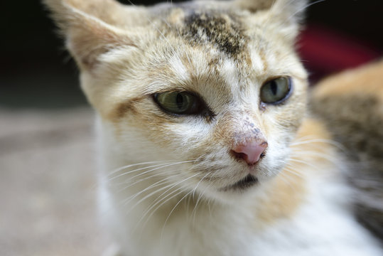Close-up of white domestic cat portrait