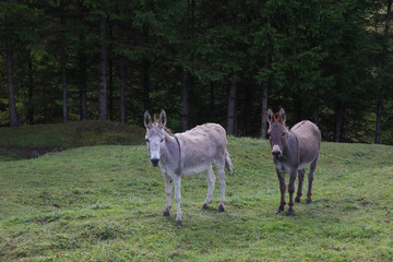 Esel auf Weide, Südtirol, Italien, Europa